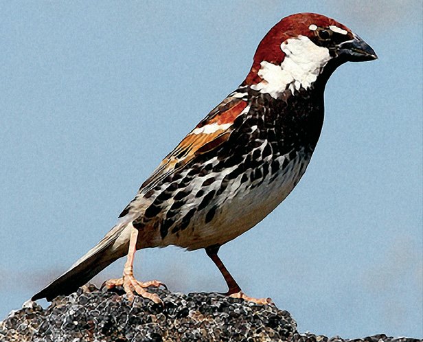 Figura 1. Gorriones del género Passer. a) Passer domesticus o gorrión común; b) Passer hispaniolensis o gorrión moruno; c) Passer montanus o gorrión molinero.
