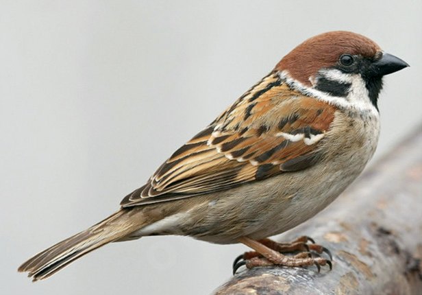 Figura 1. Gorriones del género Passer. a) Passer domesticus o gorrión común; b) Passer hispaniolensis o gorrión moruno; c) Passer montanus o gorrión molinero.