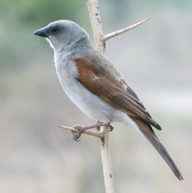 Figura 2. Gorriones africanos. a) Passer moabiticus; b) Passer griseus.