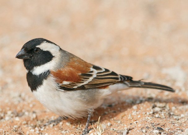 Figura 3. a. Passer melanurus de África del Sur. Probable origen de los gorriones del Viejo Mundo (Género Passer).