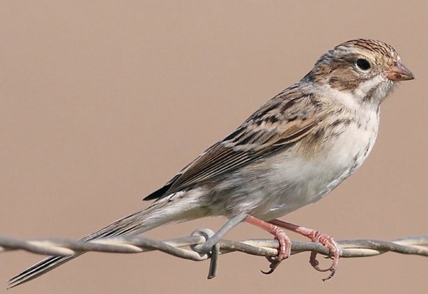Figura 4. Gorriones americanos (del Nuevo Mundo). a) Spizella arborea; b) Aimophila cassinii. Genéticamente no tienen relación con gorriones del genero Passer.