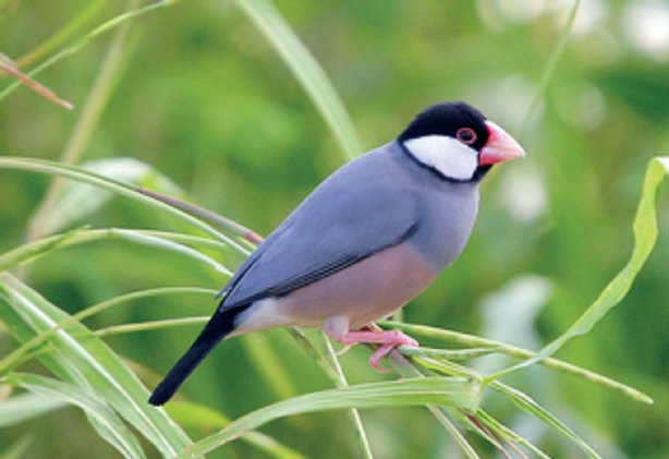 Figura 6. Gorriones de Indonesia. a) Padda fuscata o capuchino arrocero de Timor; b) Padda oryzivora o gorrión de Java.