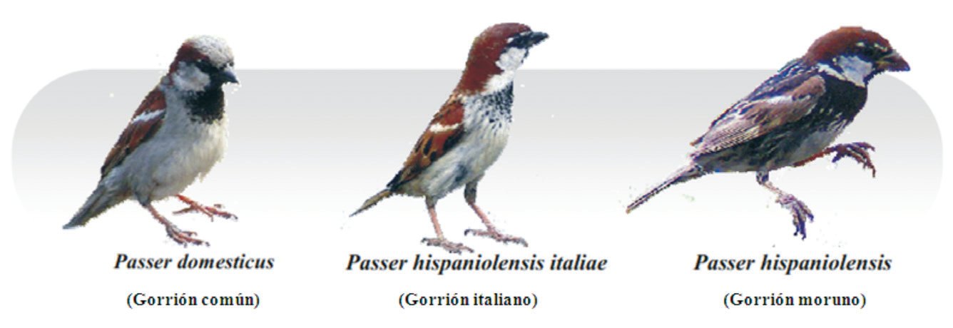 Figura 7. El gorrión italiano es genéticamente una subespecie del gorrión doméstico. También puede proceder de una hibridación del gorrión doméstico con el moruno.