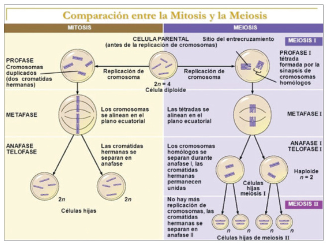 Izda.: Figura 3: comparación entre los procesos de mitosis y meiosis.
