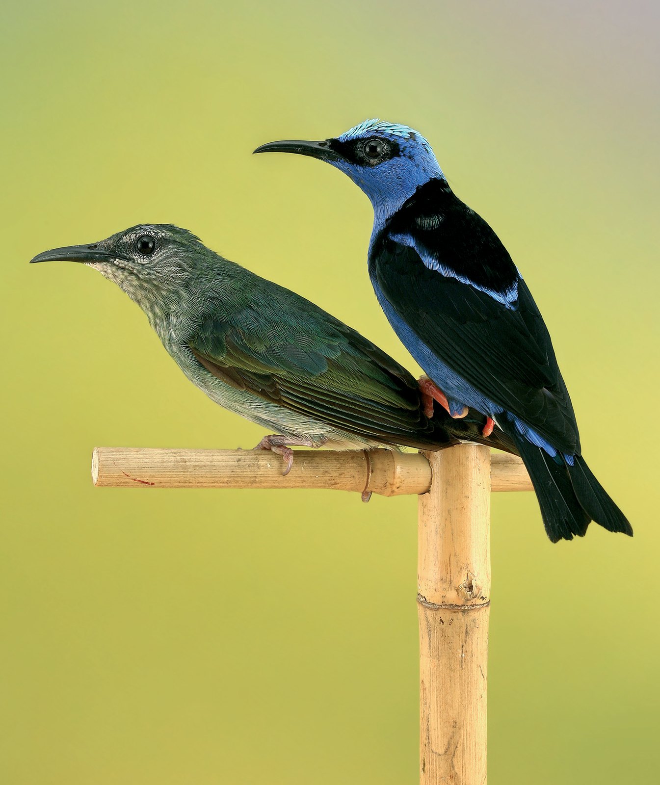 Pareja de Cyanerpes cyaneus. La hembra es verde oliva. Por su parte el macho, magnífico con su hábito nupcial, tiene un plumaje de un azul turquesa, con capucha azulada, máscara negra alrededor de los ojos y una fantástica “V” azul, que rompe el negro dorsal. Las patas de macho son rojizas.