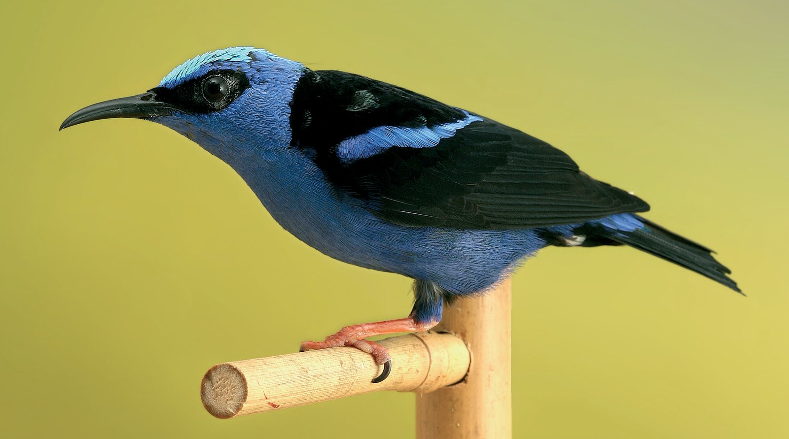 Arriba: Macho de Cyanerpes cyaneus.