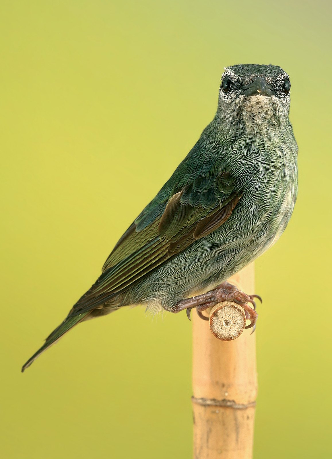 Pág. sig.: Hembra de Mielero patirrojo. El plumaje es mimético, un verde con reflejos oliváceos y azulados.