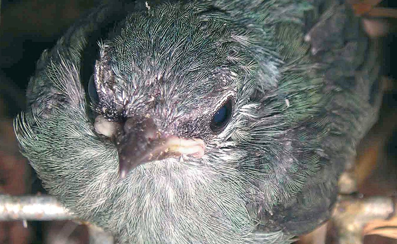 Arriba: Pollos de Cyanerpes de 12 y 18 días.