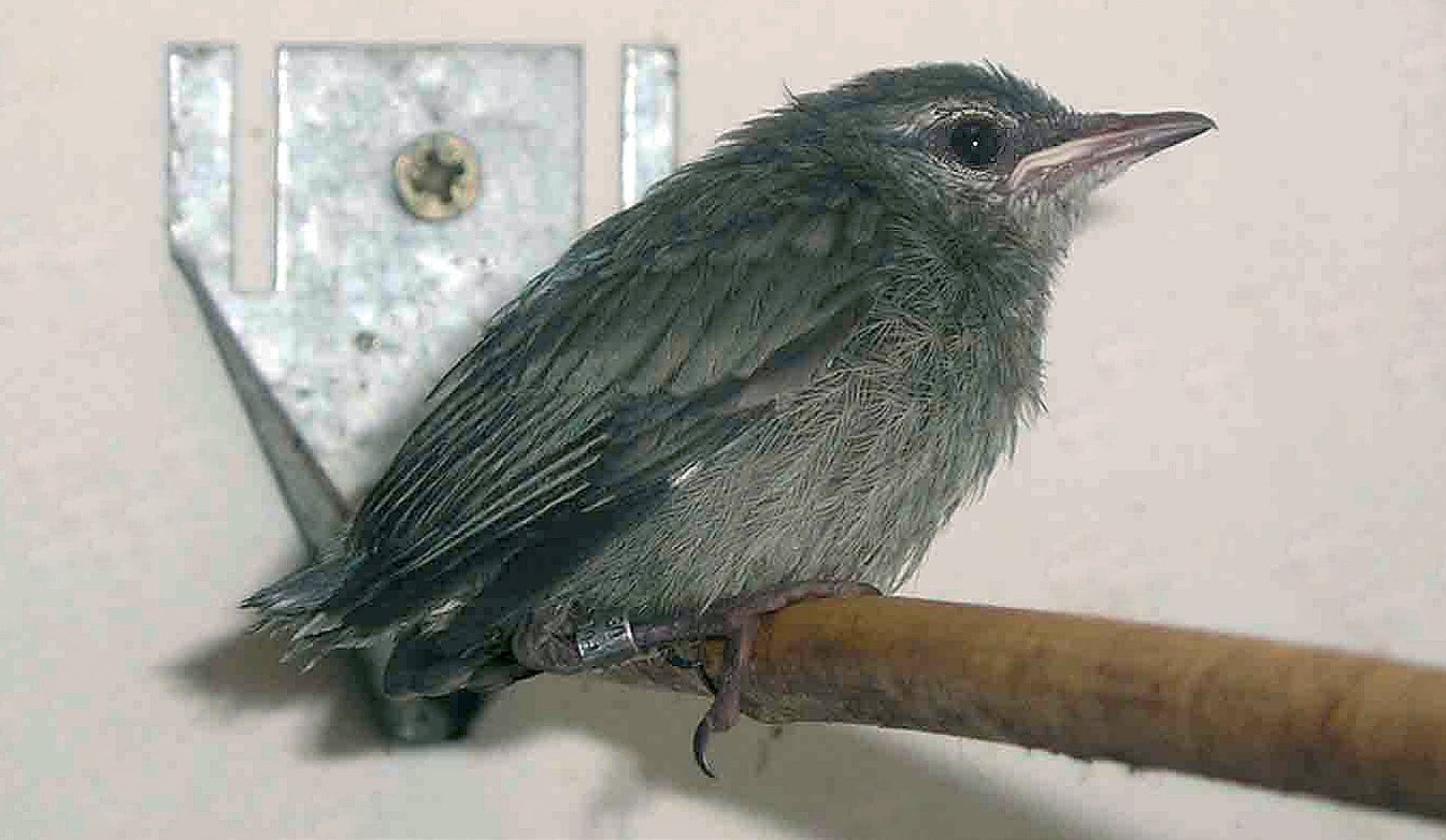 Arriba: Pollos de Cyanerpes de 12 y 18 días.