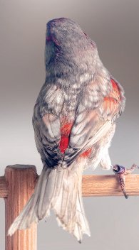 Negro Pastel Alas grises rojo mosaico macho. La vista dorsal permite apreciar la luminosidad del fondo de este canario. El diseño en escamas tiene la tonalidad correcta y está perfectamente contorneado por un reborde gris antracita. La mayor extensión de los bordes gris antracita en los extremos de las rémiges puede tolerarse siempre que no sea superior a 5 mm.