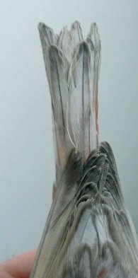 Dcha. Aquí se aprecian las concentraciones melánicas y los rebordes gris antracita en rémiges y timoneras. La ausencia de feomelanina contribuye a que el plumaje sea más luminoso.