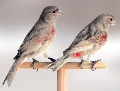Dos reproductoras atípicas pero útiles para obtener excelentes ejemplares. La canaria de la derecha evidencia esbozos de diseño gris antracita; podría ser acompañada con ejemplares cuyas melaninas tiendan a manifestarse “descoloridas” por exceso de la acción reductiva por parte de los genes modificadores.