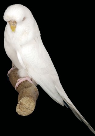 Albino.