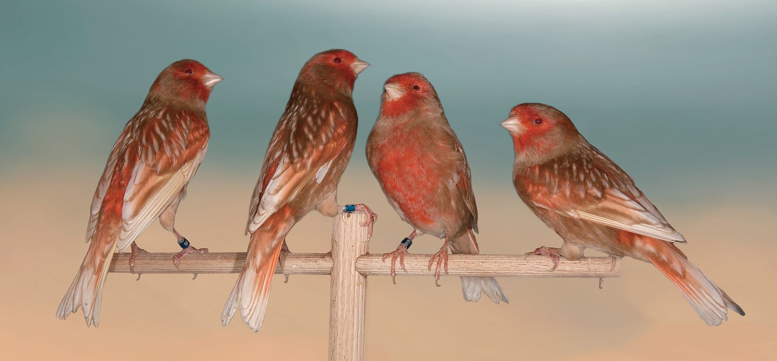 Página anterior Arriba: Equipo o stam de phaeo rojo mosaico. Obsérvese el contraste entre los ocelos desprovistos de pigmento y la feomelanina que los rodea. Se muestran ligeras diferencias en la tonalidad feomelánica entre los ejemplares. El ejemplar de la derecha muestra las alas algo separadas. 2º Mundial 2012 Almería. Criador: Diego González Cervera.