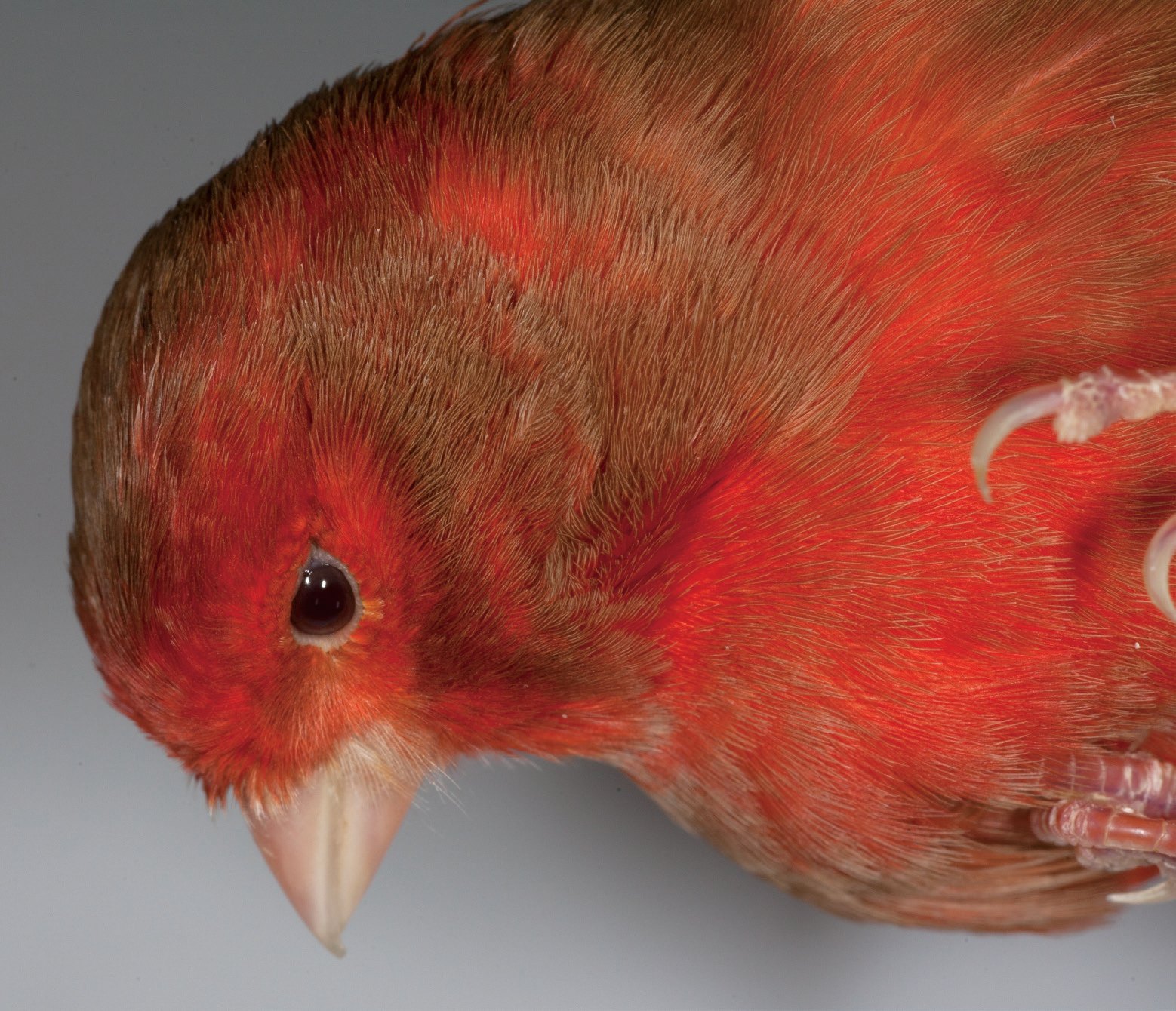 Izda.: Detalle de la cabeza en perfil izquierdo de un phaeo rojo nevado, donde observamos la coloración rojo vivo del ojo y la amalgama del lipocromo rojo con la feomelanina, lo que disminuye el contraste en esta variedad. Se trata de un macho, pues observamos la expresión con mayor pureza del lipocromo en la máscara facial, debido a la menor presencia de feomelanina en dicha zona. Criador: Raul Pérez Samblas.