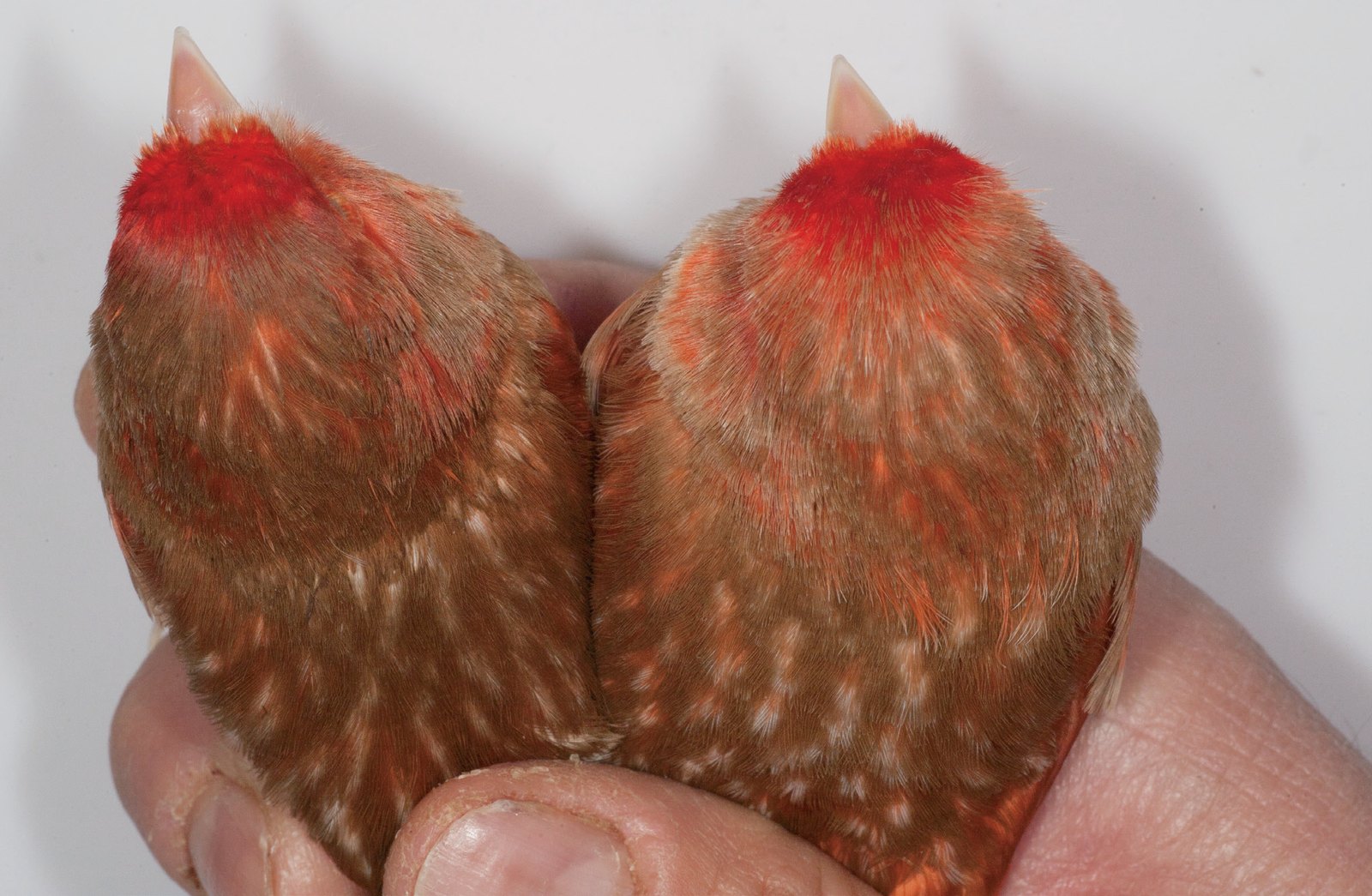 Abajo: Comparativa del diseño de la cabeza y dorso superior de dos machos phaeos rojo nevado. Lipocromo de buena calidad. Feomelanina en su máxima expresión y algo más oscura en el ejemplar de la izquierda, aunque con el diseño menos contrastado y nítido. Observamos los ocelos pigmentados de rojo, detalle que diferencia las categorías nevado y mosaico. En el enjuiciamiento debe priorizarse la calidad del diseño frente a su tonalidad. Criador: Raul Pérez Samblas.