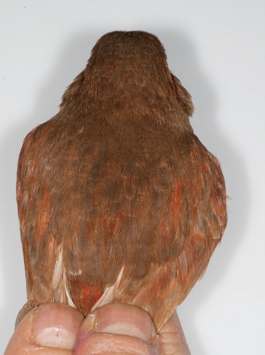 Dcha.: Detalle del diseño estriado correspondiente al dorso de un bruno rojo portador de phaeo. Se trata de ejemplares de trabajo, muy utilizados por los criadores para la mejora del carácter phaeo. Tanto los machos como las hembras, pueden ser portadores de la mutación al ser autosómica recvesiva. El fenotipo de estos ejemplares se aproxima al bruno pastel. Criador: Raul Pérez Samblas.