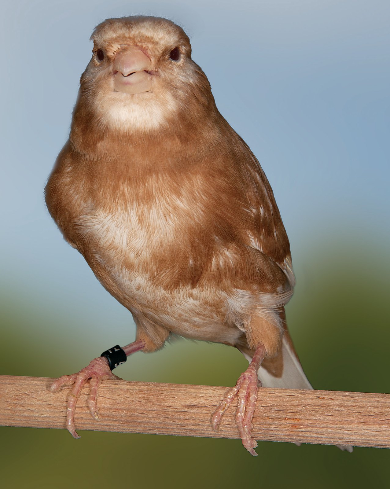Izda.: Phaeo blanco (macho). Vista zona ventral. Obsérvese la máscara semejante al jilguero, que incluye a los ojos y donde se expresa el lipocromo de fondo mezclado con restos feomelánicos. La expresión del lipocromo en la zona del pecho también es muy superior en los machos (dicromatismo sexual), pues en las hembras apenas resulta perceptible. Oro FOCVA 2013. Criador: Maribel Pocoví Carbonell.