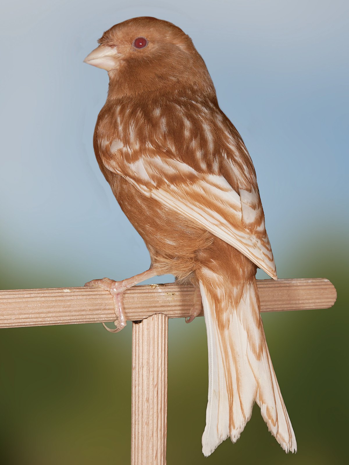 Dcha.: Phaeo blanco (hembra). Vista del dorso, donde observamos la ausencia de máscara facial y algunas diferencias en la cantidad de feomelanina en las timoneras, apareciendo algunas prácticamente blancas. Plumaje ligeramente abundante en el flanco. Cola algo abierta. Ojo rojo, típico de esta mutación. Criador: Pascual López Cremades.