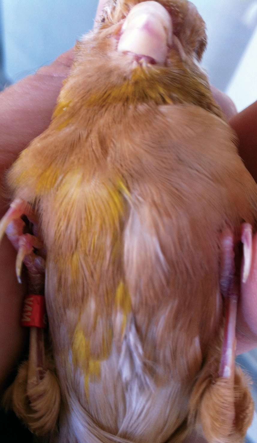 Arriba: Hembra phaeo amarillo half-sider (simétricos bicolores). Observamos la diferente localización del lipocromo amarillo y blanco en la cara y el pecho, los cuales se sitúan en diferente zona en dichas partes. Se trata de un carácter no transmisible a la descendencia, pues no afecta a las células sexuales, y se debe a anormalidades en la división celular durante la embriogénesis. Foto y criador: José Carlos Martínez.