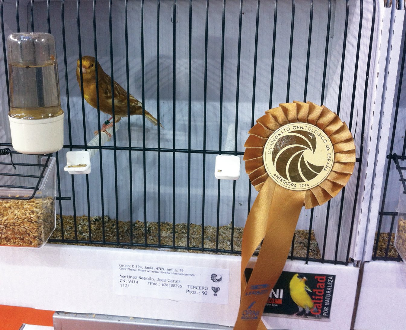 Izda.: Ejemplar phaeo amarillo premiado en el Campeonato Nacional de Antequera (COE, 2014). Los premios representan una recompensa al continuo y desinteresado esfuerzo del criador y un acicate para conseguir la mejora genética de sus ejemplares. Foto y criador: José Carlos Martínez.