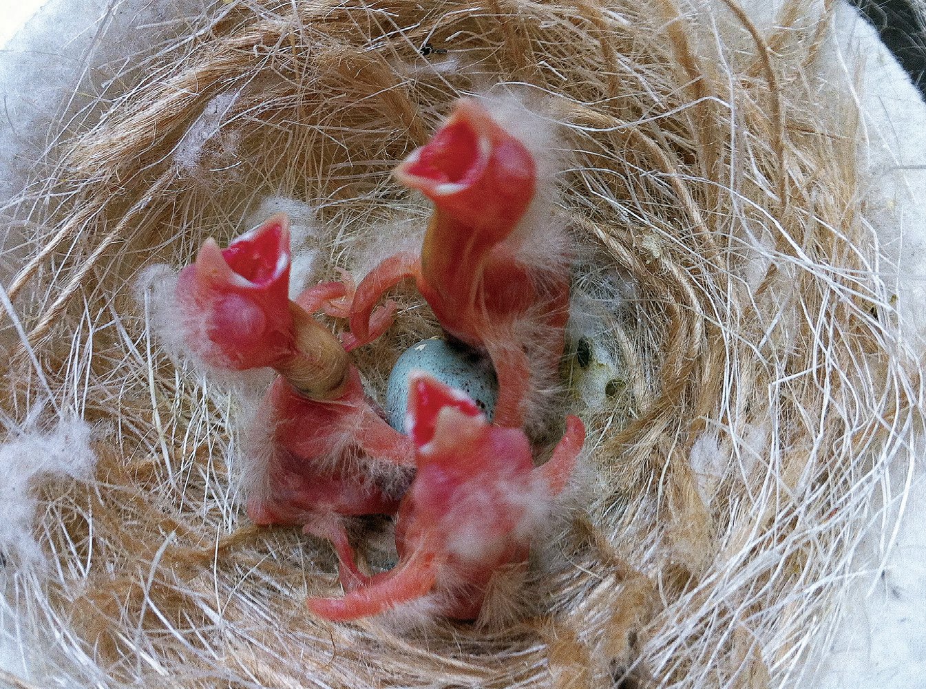Dcha.: . Crías de phaeo recién nacidas. Obsérvese la tonalidad típica roja de los ojos en esta mutación.