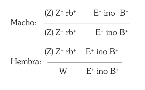 Fórmula genética del negro phaeo, macho y hembra, según la notación original.