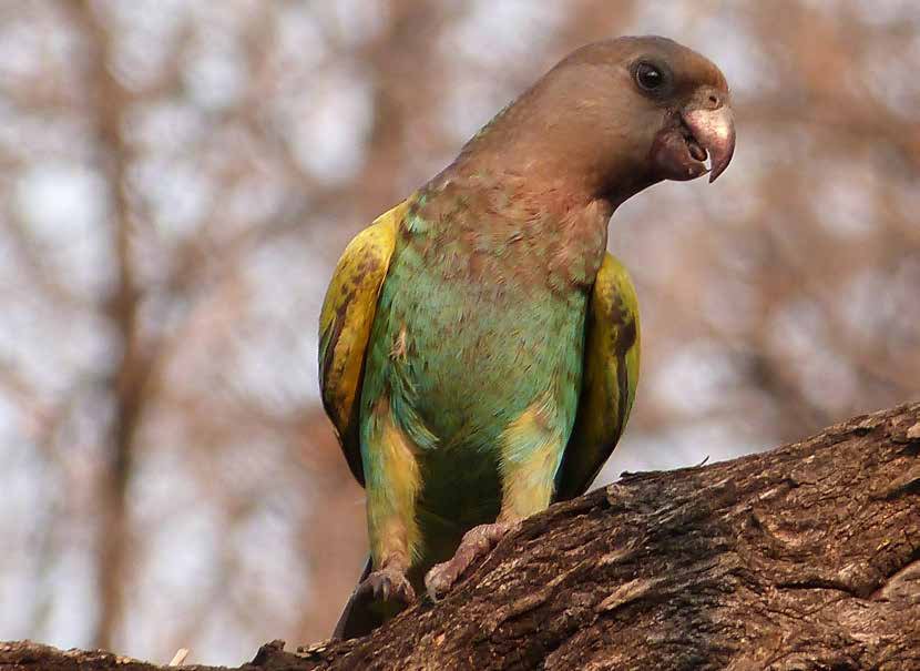 Lorito de Meyer (Poicephalus meyeri).