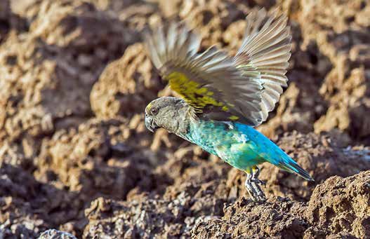Lorito de Meyer (Poicephalus meyeri).