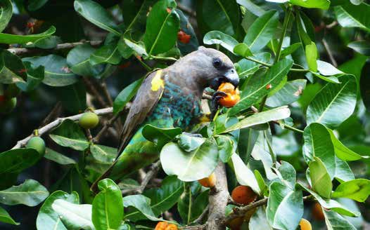 Lorito de Meyer (Poicephalus meyeri).