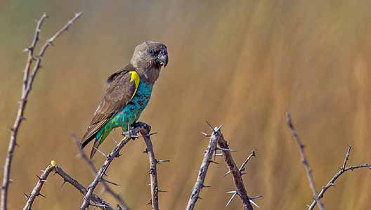 Lorito de Meyer (Poicephalus meyeri).
