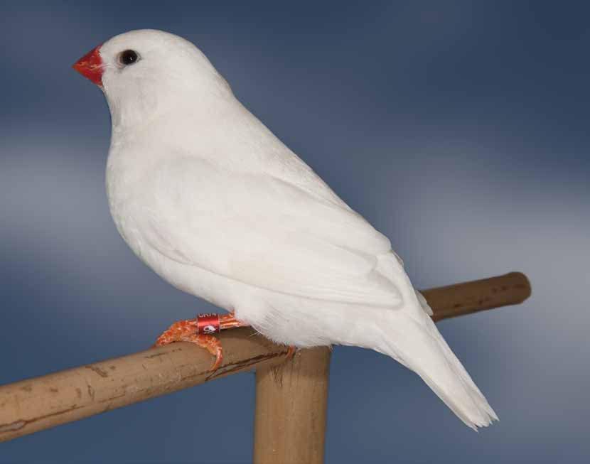 Arriba: Vista de perfil-dorsal de un diamante mandarín blanco. Blanco inmaculado, la limpieza es muy buena y la luminosidad del ejemplar, manifiesta. Forma muy armoniosa, no en vano pertenece al equipo subcampeón del mundial de Bari 2004. Criador: Vicente Ibáñez Martínez.