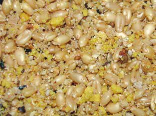 Izda. Pasta de cría compuesta por semillas germinadas, huevo triturado y cuscus, espolvoreada con pasta seca del comercio. Foto: I. Ginevra.