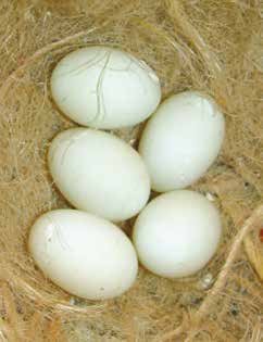 Abajo y pág. sig. Ciclo biológico del Diamante mandarín de Timor desde la puesta al nacimiento de los pollos y su crecimiento a los 9 y a los 17 días. Foto: I. Ginevra.