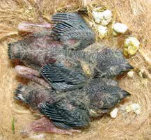 Abajo y pág. sig. Ciclo biológico del Diamante mandarín de Timor desde la puesta al nacimiento de los pollos y su crecimiento a los 9 y a los 17 días. Foto: I. Ginevra.