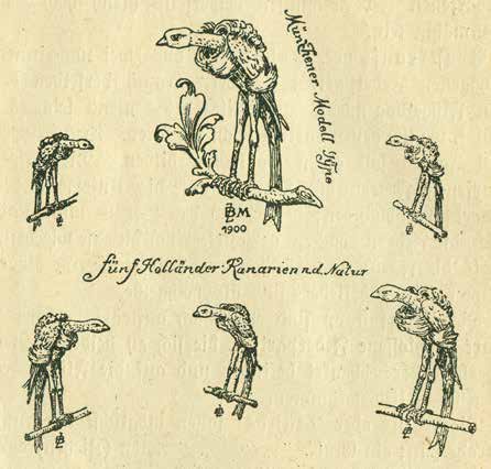 Arriba. Holandés Muniqués, raza de plumaje rizado criada aproximadamente desde 1870 hasta el estallido de la 1ª Guerra Mundial en el área Múnich. Dibujo de Benno Ziegler, en “Der Farben-und Gestalts-Kanarienvogel”, Múnich, 1900 (A.H. Aschenbrenner), Página 34.