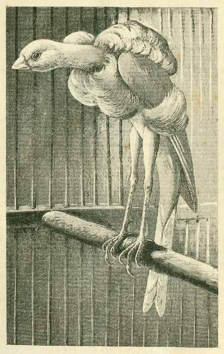 Dcha.Dibujo de un Münchener Holländer Kanarienvogel (Canario Muniqués Holandés) en la obra “Die Farben und Gstalkskanarien” (Canarios de color y forma), de Norduijin, 1905.