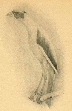 Izda. Canario Muniqués en “Die gefiederte Welt” (El mundo emplumado). Archivo Creutz. 1940.