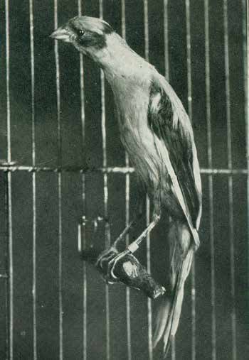 Arriba Izq. Canario Muniqués, en “Kanaria”, sección “Páginas para los distinguidos amantes de los Canarios”. Agosto 1926.