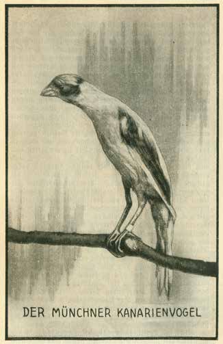 Dcha. Canario Muniqués en “Der Kanarienvogel” de Caesar Rahn”. 1931.