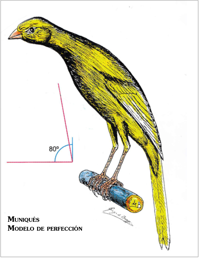 Muniqués · Modelo de perfección. Ángulo de80°.