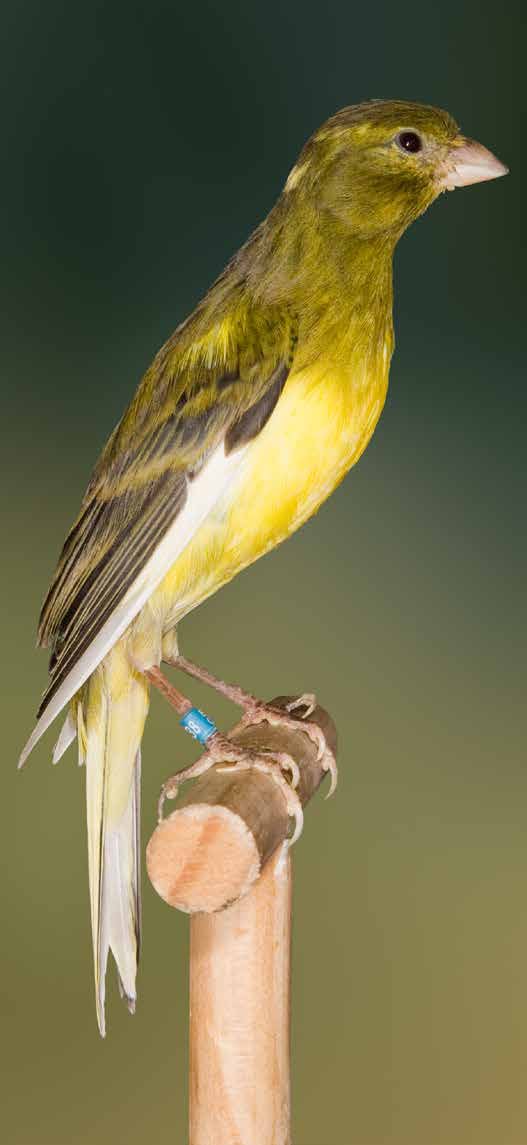Dcha. Muniqués con buena posición y pecho estrecho (virtud). Criador: Emilio José Benavent Moscardó.