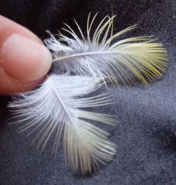 Izda.. Detalle de las plumas coberteras del dorso de un canario pico amarillo intenso (superior) y nevado (inferior).