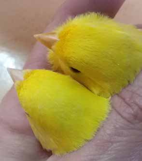 Arriba: Detalle del pico: comparativa de dos canarios amarillo de pico normal y pico amarillo. Fotos: Susana Mondelo.
