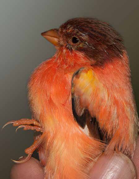 Canario pío de pico rojo. Son muchos los ejemplares de descarte que se obtienen al pasar la mutación a los canarios melánicos. Criadero: José Luis Lozano Perea. Foto: Javier Mas.