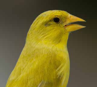 1. Verderón ágata pastel pico amarillo, macho adulto, con manifestación visible en el fenotipo de la actuación de este nuevo factor. Foto: José Antonio Abellán Baños.