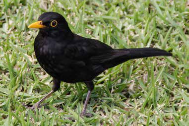 4. Mirlo común. Mirlo común macho (Turdus merula). Obsérvese el pico amarillo. Foto: Enrique Gómez Merino.