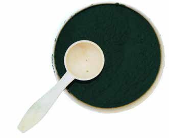 Espirulina, sustancia con gran riqueza en carotenoides que mejoran la pigmentación del canario de pico amarillo. Foto: Rafael Cuevas.