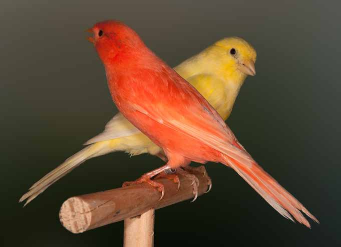 Canarios pico rojo y pico y pico amarillo, dos versiones fenotípicas de la misma mutación. Criadero: José Luis Lozano Perea. Foto: Javier Mas.