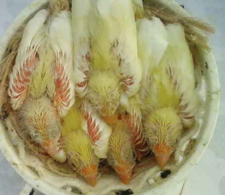 Nidada de cinco crías donde observamos cuatro crías de pico amarillo y otra no mutada. Foto: Rafael Cuevas.